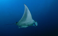   Manta Ray taken Sodwana Bay South Africa Bikini reef. reef  